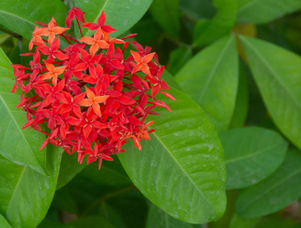 istock Vibrant Colors from Nature 1404253998