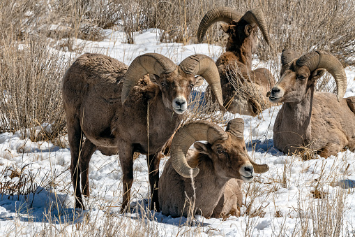 Big Horn Sheep Rams resting at Garden of the Gods in Colorado Springs, Colorado in western USA