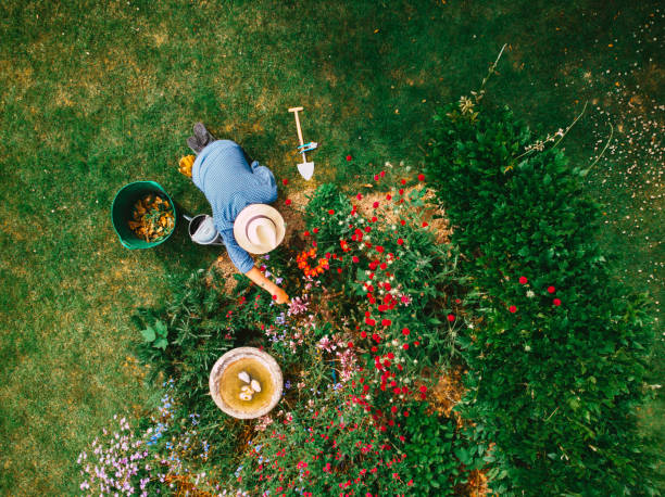 庭で花壇に水をまく男の高角視界 - ガーデニング ストックフォトと画像