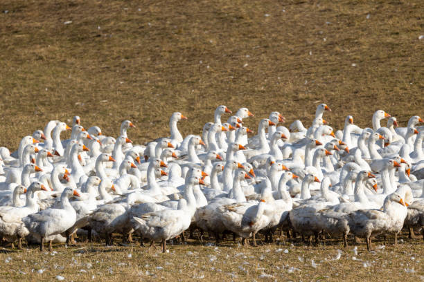 istock Flock of geese in open air, Hungary 1404254193