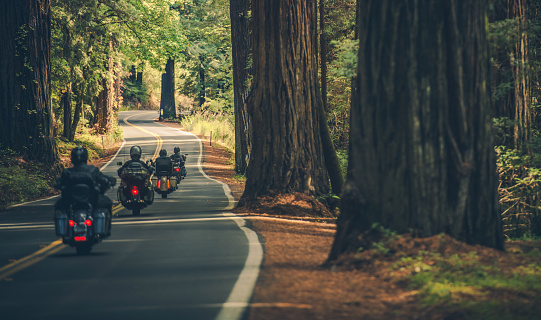 Motorcycle Group Touring Through the Scenic Redwood Highway in Northern California, United States of America. Four Bikers on a Touring Motorcycles.
