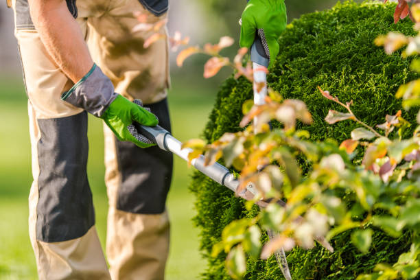 istock Pruning Thuja in the Garden 1404255751