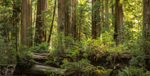 pintoresca tarde soleada en el antiguo bosque de secuoyas - lumber industry timber tree redwood fotografías e imágenes de stock