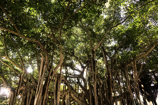 Close up large banyan tree