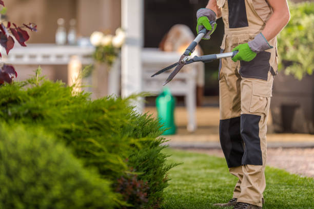 istock Gardener Ready to Prune Plants 1404255889