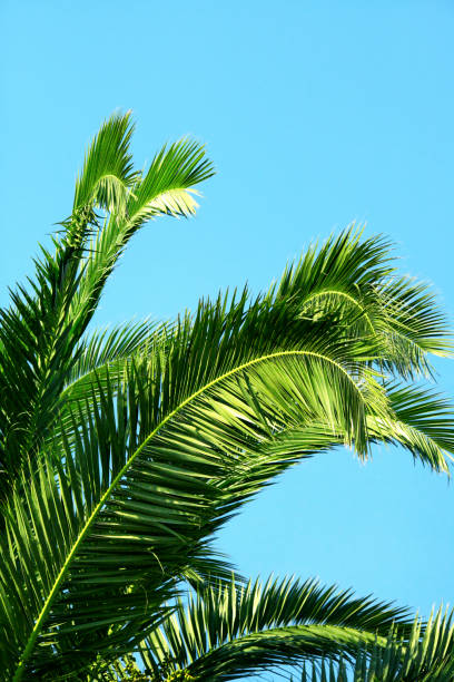 istock Green palm tree leaves over sunny blue sky 1404255936