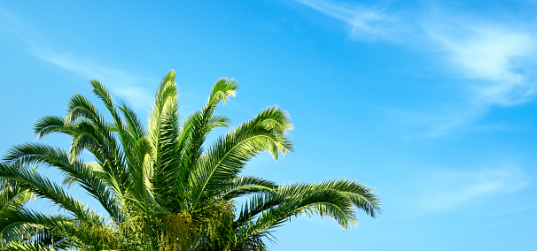 Palm tree leaves over clear blue sky in Florida