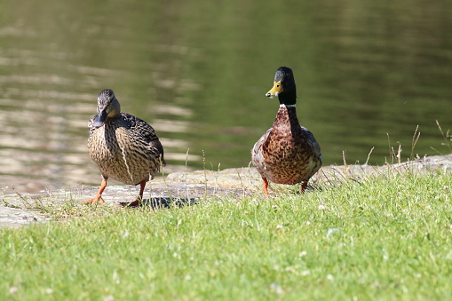 A mallard and female duck along the Leeds and Liverpool Canal. The photo was taken on a warm and clear sunny day.
