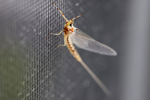 Mayfly, fish fly on screen, Ephemeroptera