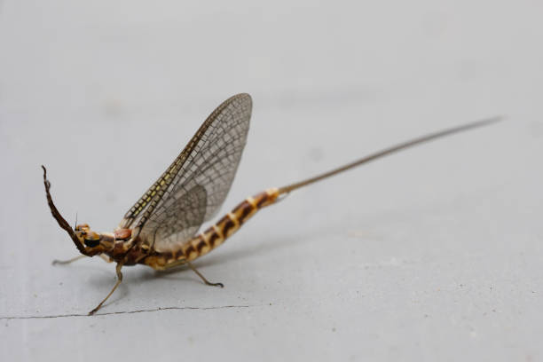 майская муха, рыбная муха на экране, ephemeroptera - ephemera стоковые фото и изображения