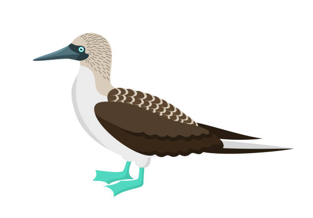 Blue footed booby bird isolated on a white background. Vector illustration in flat style Blue footed booby bird isolated on a white background. Vector illustration in flat style sula nebouxii stock illustrations