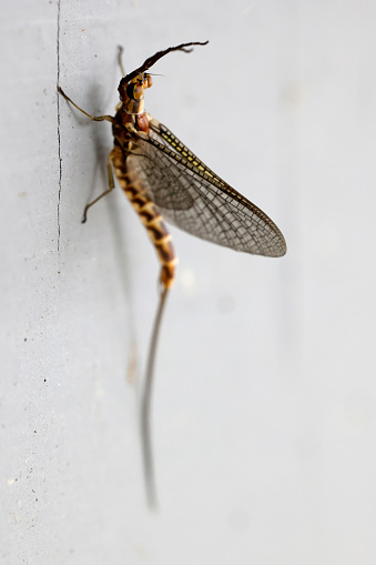 Mayfly, fish fly on screen, Ephemeroptera