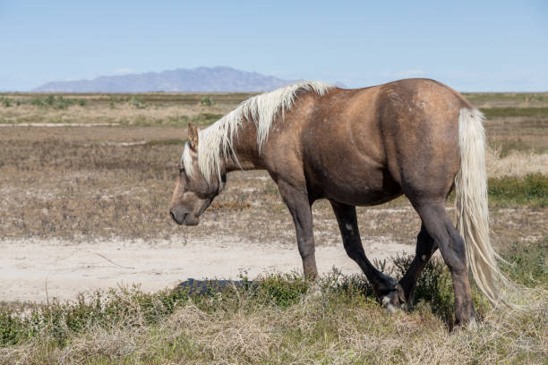 istock Wild Horse in the Utah Desert 1404257001