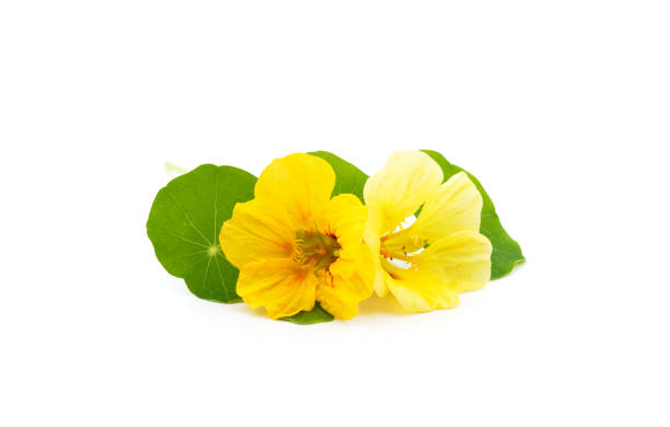 istock Orange and yellow nasturtium. 1404257192