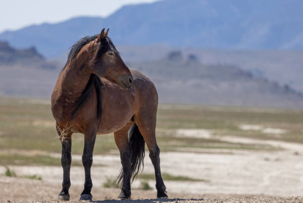 istock Wild Horse in the Utah Desert 1404257196