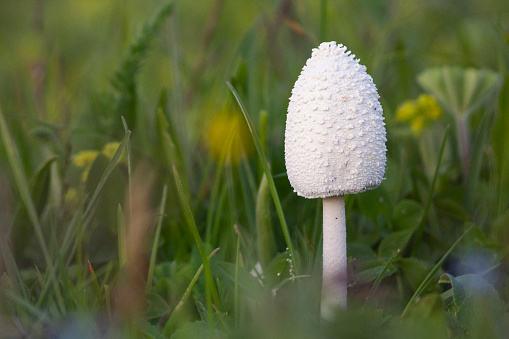 Panaeolina foenisecii (Maire - Brown Mottlegill or Lawn Mower's Mushroom or the Haymaker). in a lawn in a garden in England, United Kingdom. A common lawn mushroom where artificial fertilisers and herbicides are not used intensively
