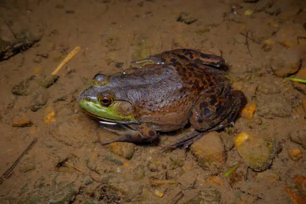 big bullfrog in water amphibian wildlife aquatic animal frog