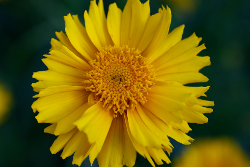 One yellow calendula flower on a Sunny summer day in the garden. Horizontal photography