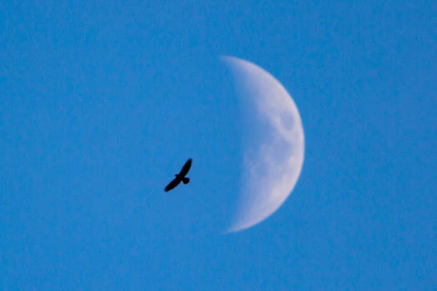 moon and bird stock photo