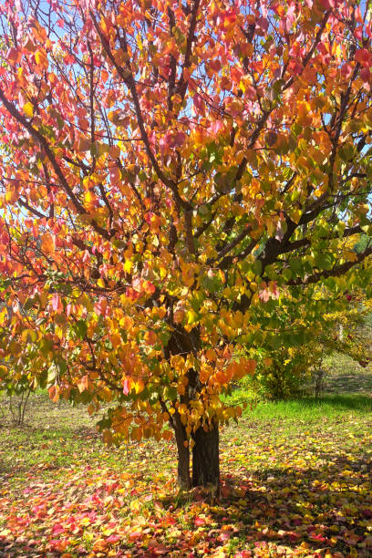 colorido cerezo individual en el jardín - autumn blue botany clear sky fotografías e imágenes de stock