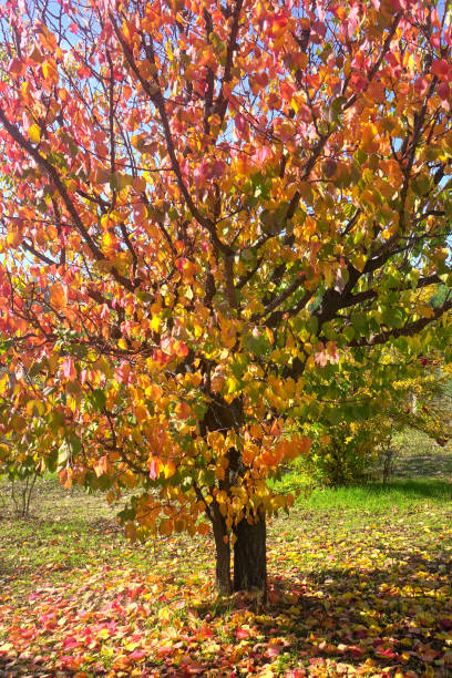 Close up cherry tree
