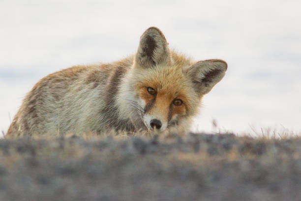 red fox stock photo