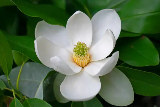 Close up of freshly bloomed white sweetbay magnolia flower on a background of green leaves
