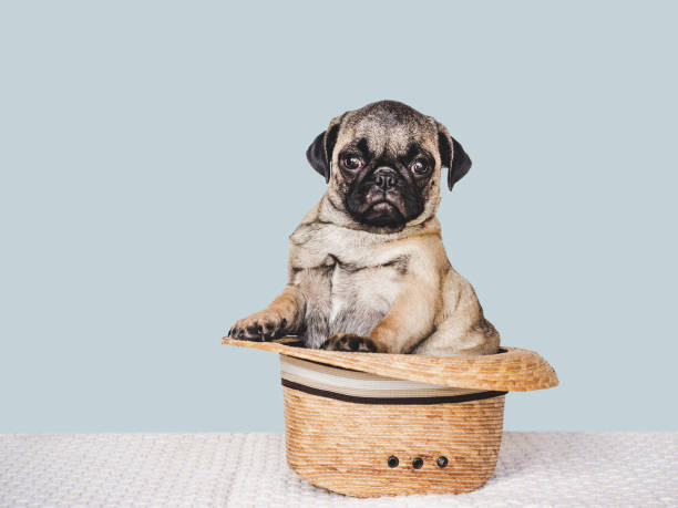 istock Lovable, pretty puppy and sun hat. Close-up, indoors 1404259929
