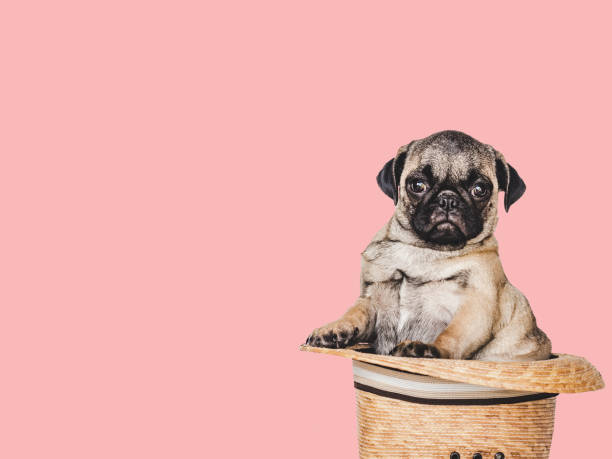 istock Lovable, pretty puppy and sun hat. Close-up, indoors 1404259938