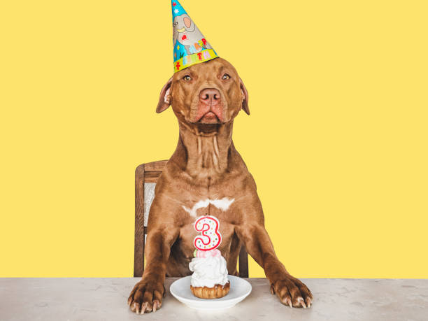 istock Lovable, pretty brown puppy and party hat 1404260528
