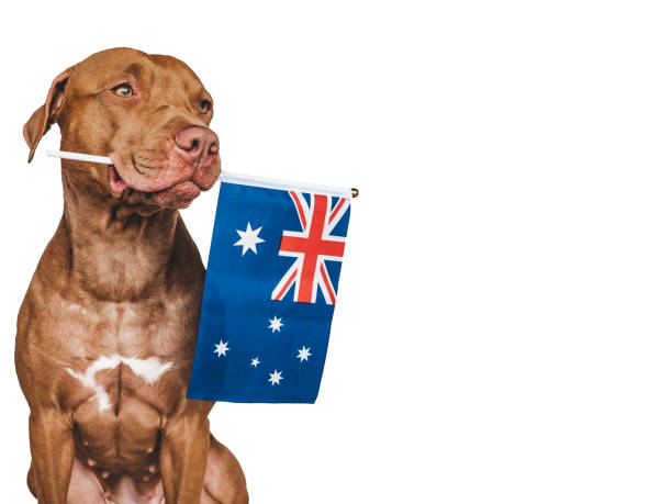 Lovable, pretty dog and Australian Flag. Closeup Lovable, pretty dog and Australian Flag. Closeup, indoors. Studio photo. Congratulations for family, loved ones, relatives, friends and colleagues. Pets care concept 11313 stock pictures, royalty-free photos & images