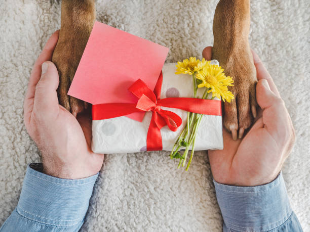 istock Dog paws, male hands and gift box 1404260694