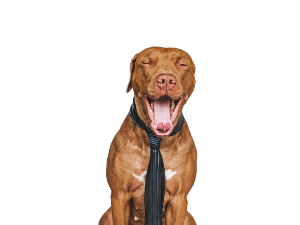 istock Lovable, pretty brown puppy and tie. Close-up 1404260767