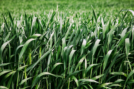 green shoots of corn close up