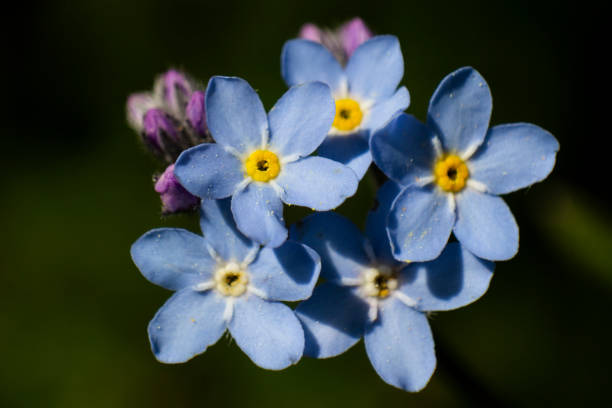 Forget-me-not asiatica stock photo