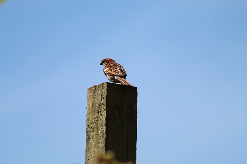 A Sparrow sitting on a post in a garden, the photo has been taken on a clear and sunny summers day.