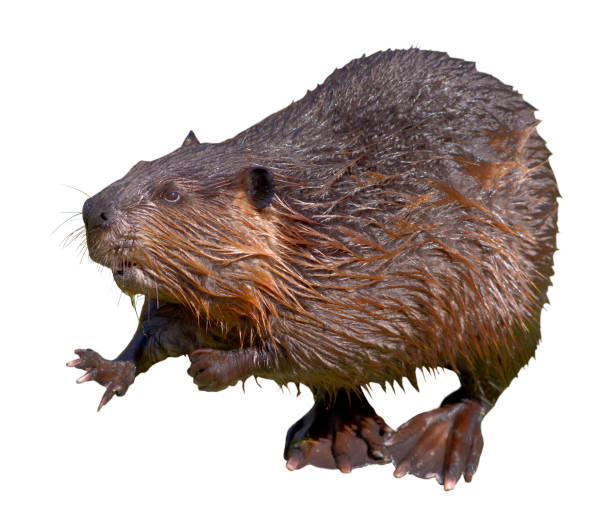 istock Isolated of North American Beaver 1404262781
