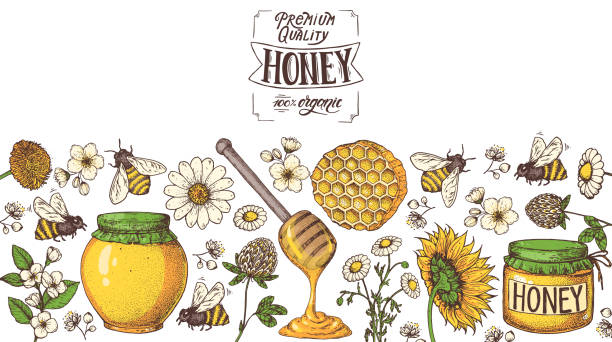 illustrations, cliparts, dessins animés et icônes de illustration de vecteur dessinée à la main de miel. illustration saine d’aliment. lettrage premium quality honey 100% bio. nid d’abeilles, fleurs, pot de miel. - syrup