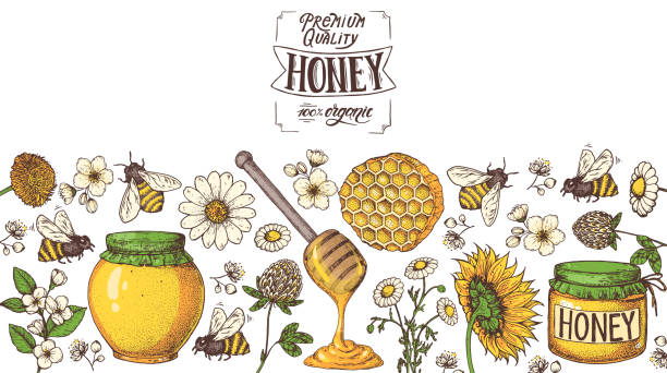 ilustrações, clipart, desenhos animados e ícones de ilustração vetorial desenhada à mão de mel. ilustração de comida saudável. letras premium quality honey 100% orgânico. favo de mel, flores, pote de mel. - syrup