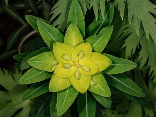 istock Euphorbia Cornigera Plant. 1404263653