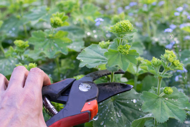 istock Woman hand cutting lady's mantle 1404263858