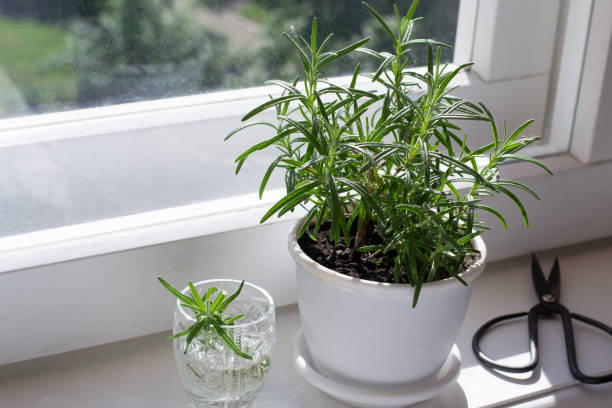 plant of rosemary in pot and rosemary stalk in glass for rooting - rosemary imagens e fotografias de stock