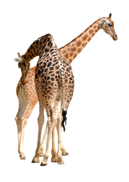 isolated of two giraffes male and female - giraffe two dimensional shape heavy horned imagens e fotografias de stock