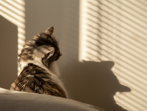 fluffy domestic cat in sun light looks at his shadow on white wall