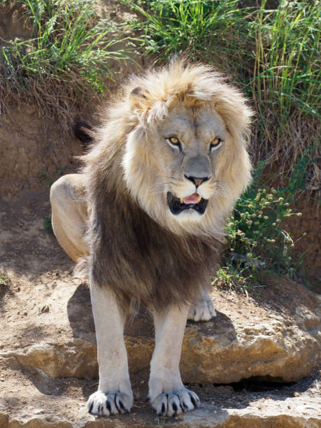 istock Lion sitting on the rocks 1404265333