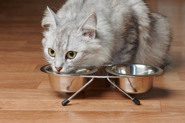 istock Portrait of eating cat 1404266169