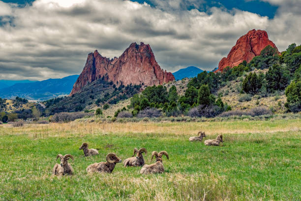 carneros de ovejas big horn descansando en el jardín de los dioses en colorado springs, colorado, en el oeste de ee. uu. - bighorn sheep fotografías e imágenes de stock