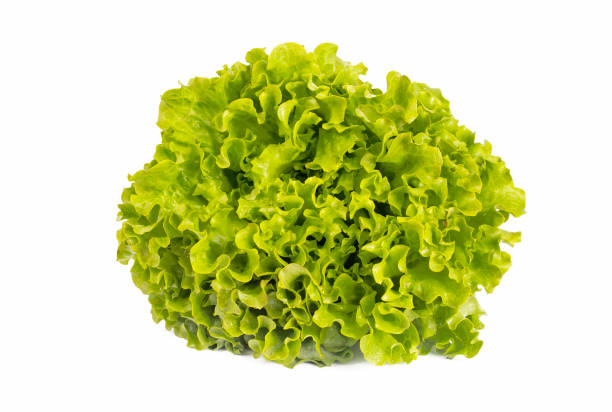 istock Green fresh curly lettuce leaves isolated on white background 1404267658