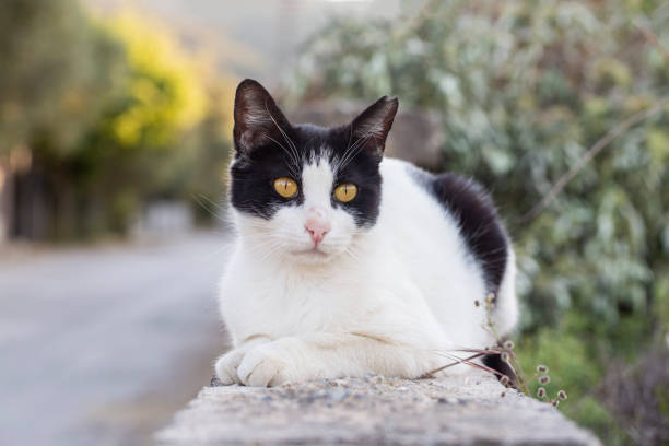 istock Black and white tuxedo stray cat 1404267826