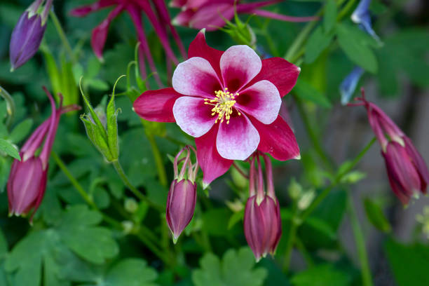 istock Red and white Origami columbine flower (aquilegia) 1404267846